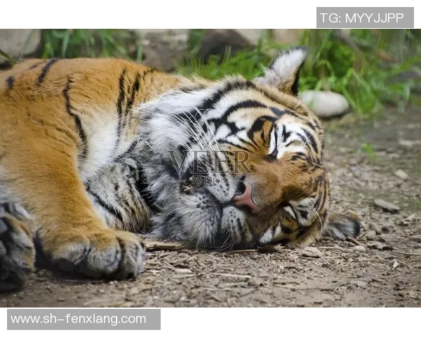 美洲虎与墨西哥美洲的巅峰对决精彩纷呈谁能笑到最后 美洲虎与墨西哥美洲的巅峰对决精彩纷呈谁能笑到最后